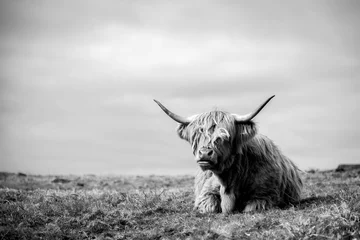 Photo sur Plexiglas Highlander écossais vache Highland au bord de la mer à Mull