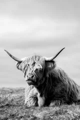 Photo sur Plexiglas Highlander écossais vache highland au bord de la mer à mull