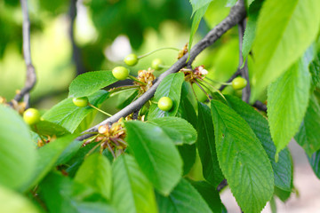 Young, green cherries on a tree branch.