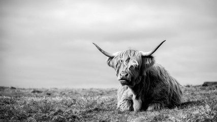 highland cow by the sea in mull - obrazy, fototapety, plakaty
