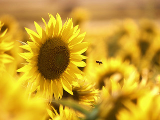 Bee pollinating a sunflower in a sunflower field