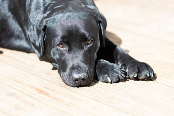 Portrait of a Labrador. The black dog is sad.