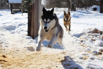 husky dog in snow