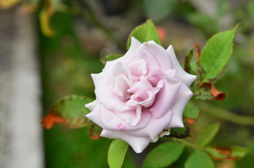 Beautiful soft fresh white rose close up