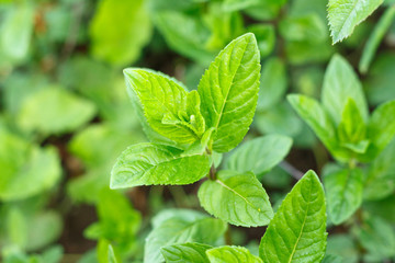 Bright fresh lemon balm leaves as a background.
