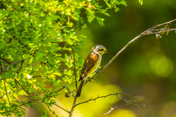 Red-backed Shrike (Lanius collurio) female on the branch