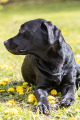 Labrador on a background of yellow dandelions.
Portrait of a Labrador Retriever in a field with flowers.
A black dog is happy in nature.