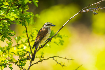 Red-backed Shrike (Lanius collurio) female on the branch