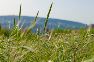 cereal grass on a hill crimea