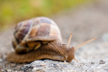 A beautiful snail walking on the ground and looking around with huge eyes. Hello snail.