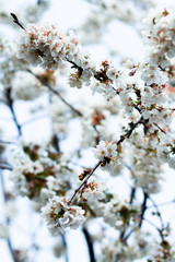 cherry blossom in spring