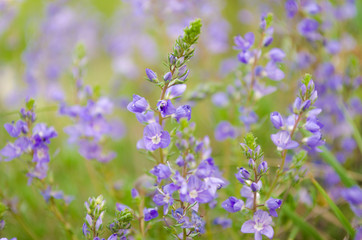 small lilac flowers in the Crimea field