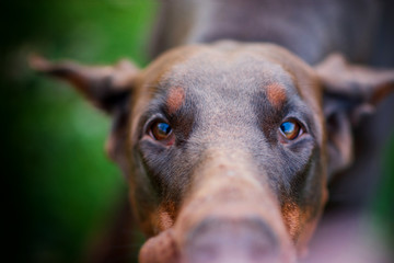 
Beautiful brown doberman 