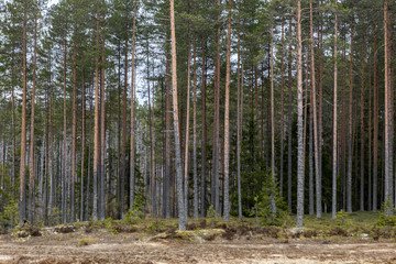 The landscape of the forest of Karelia. Birch, spruce and rocks.