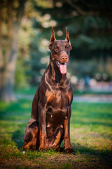 
Beautiful brown doberman 