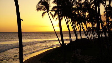 Amber sky palm tree silhouette sunset over Maui Hawaii