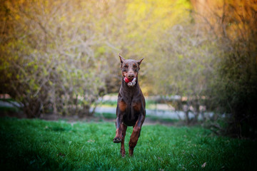 
Beautiful brown doberman 