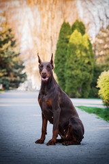 
Beautiful brown doberman 