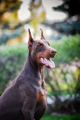 
Beautiful brown doberman 