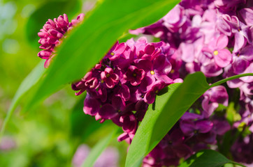 purple lilac crimea