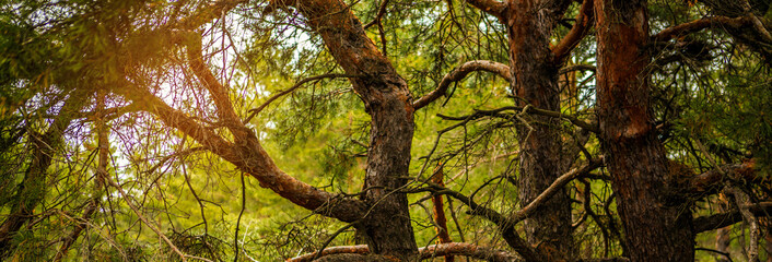 pine forest and glare of sunlight. banner
