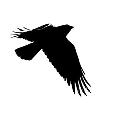 crow in flight