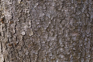 texture of the bark of an old spruce