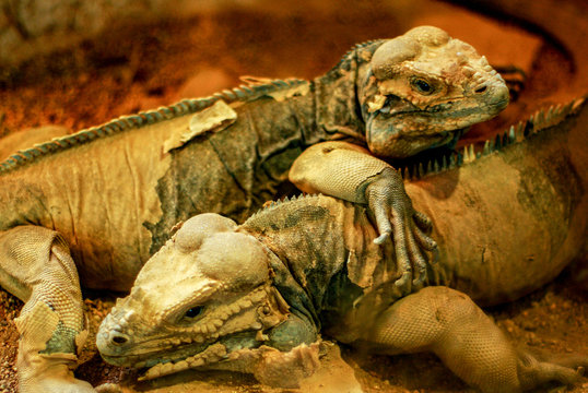 Iguanas, zoo de Barcelona