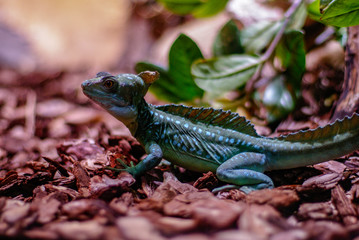Fototapeta premium Lagarto volador, zoo de Barcelona
