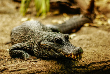 Cocodrilo, zoo de Barcelona