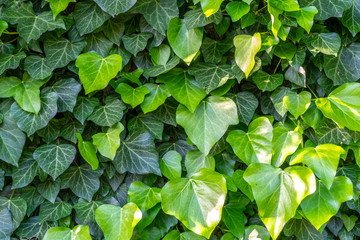 Textural details of natural green ivy leaves growing on the wall for background and design