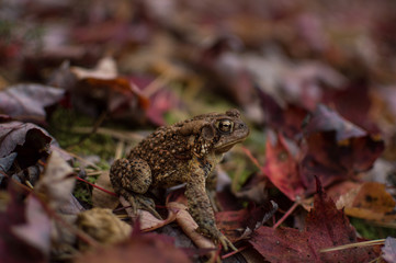 Staring competition with an Eastern American Toad.