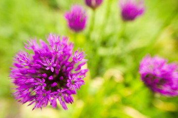 Homer garden purple giant onion flowerbed spring may flowers and fresh green on blur background. A photo with with free blank copy space for text. For cards, posters, website decoration etc