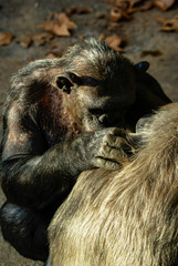 Chimpancé, zoo de barcelona