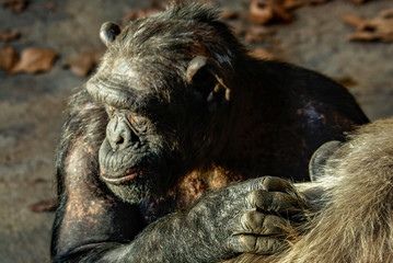 Obraz premium Chimpancé, zoo de Barcelona