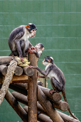 Obraz premium Mangabey de corona blanca