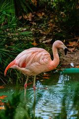 Flamenco, zoo de Barcelona
