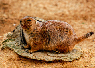 Perrito de las praderas de cola negra