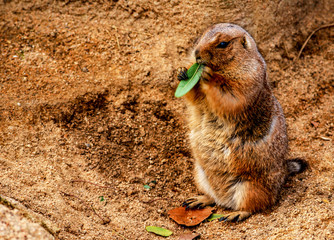 Perrito de las praderas de cola negra