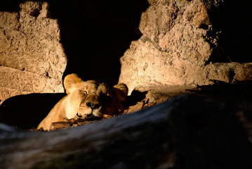 Leona, zoo de Barcelona