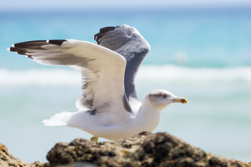 Möwe kurz vor dem Start. 