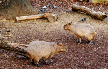 Capibara, zoo de Barcelona