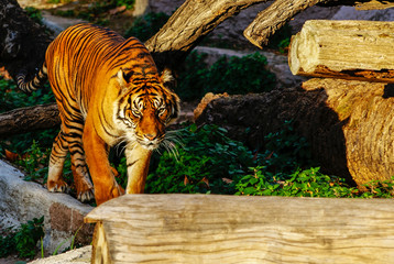 Tigre, zoo de Barcelona