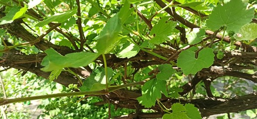 Fototapeta na wymiar Grape leaves