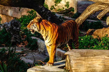 Tigre, zoo de Barcelona