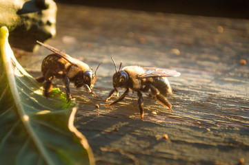 Two carpenter bees saying hello.