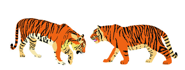 Tiger couple vector illustration isolated on white background. Big wild cat love. Siberian tiger (Amur tiger - Panthera tigris altaica) or Bengal tiger. Tatoo sign. Zoo attraction. Predator family.