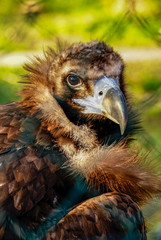 Buitre negro, zoo de Barcelona