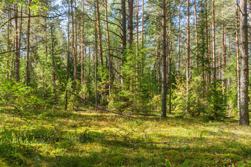 Fototapeta na wymiar Pine forest with fallen trees
