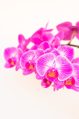 Naklejka na ściany i meble Beautiful colored Phalaenopsis orchid flowers.
